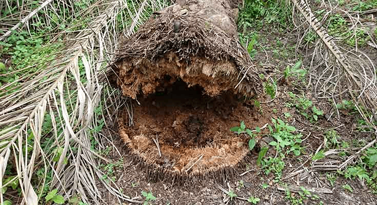 Rhizoctonia lamellifera
