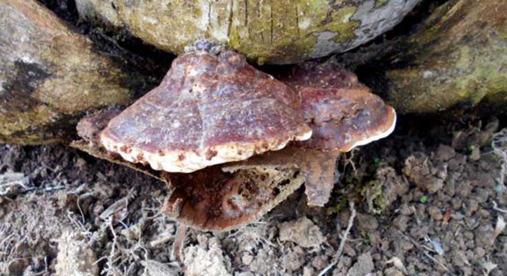 Infeksi ganoderma