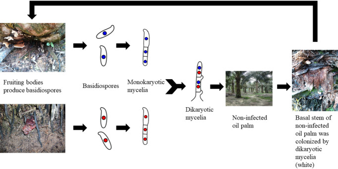 siklus jamur ganoderma