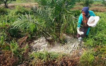 pupuk-palsu