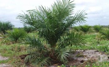 kelapa-sawit