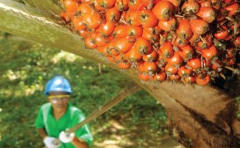 buah-sawit