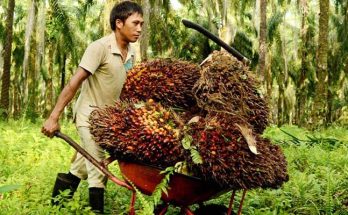 nilaitukar-petani