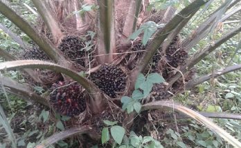 buahpasir-sawit