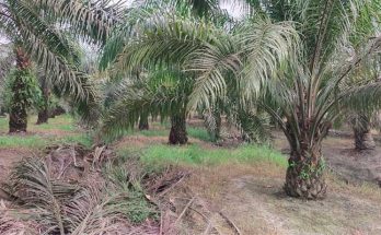 patah-pelapah