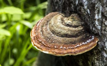 ganoderma-sawit