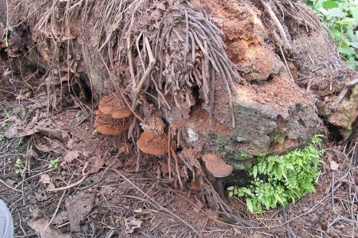 siklus hidup ganoderma boninense