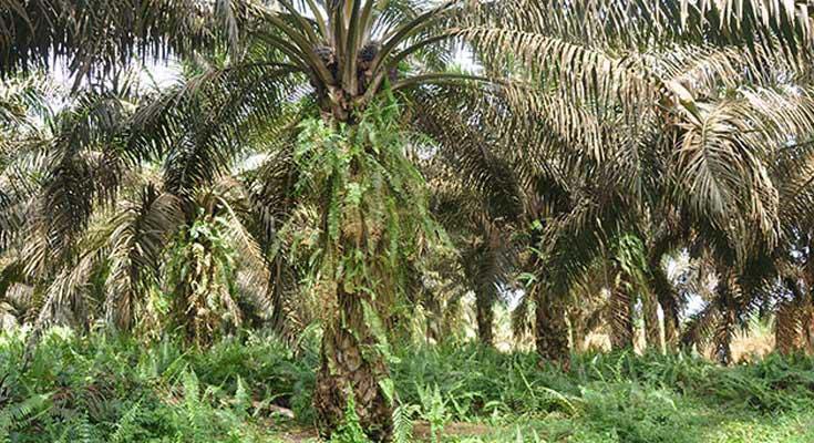 gulma-sawit