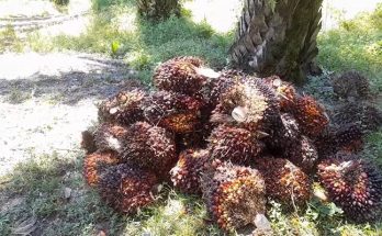 hasil-sawit