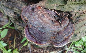 jamur-Ganoderma