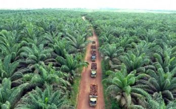 Perizinan-Perkebunan