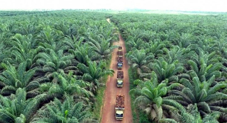 Perizinan-Perkebunan