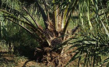 Pengendalian-ganoderma