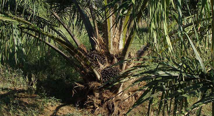 Pengendalian-ganoderma