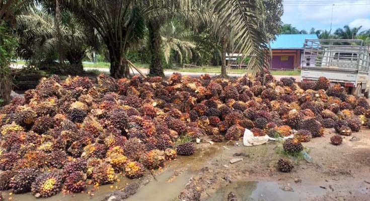 pengelolaan-sawit