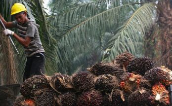 kelapa-sawit
