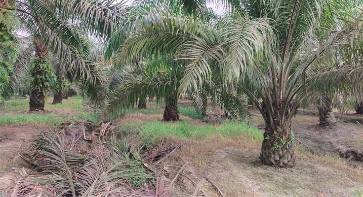 patah pangkal pelepah