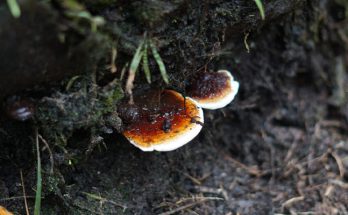 ganoderma-sawit