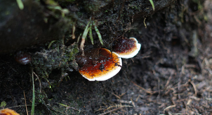 ganoderma-sawit