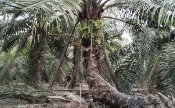 Toksisitas-aluminium