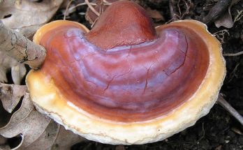 obat ganoderma sawit