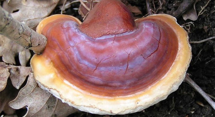 obat ganoderma sawit
