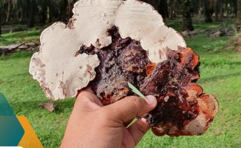 ganoderma-sawit