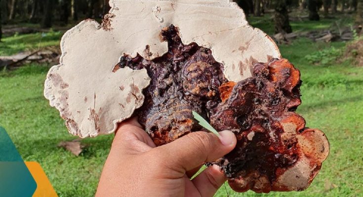 ganoderma-sawit