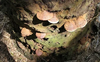 ganoderma-sawit