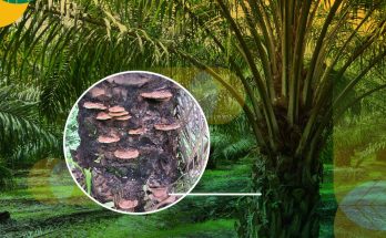 ganoderma