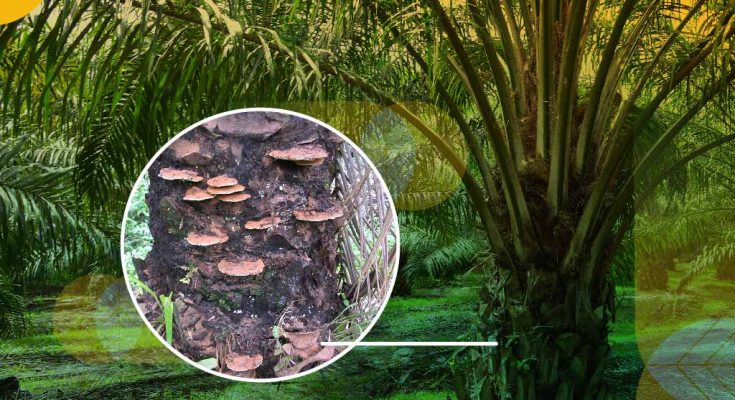 ganoderma