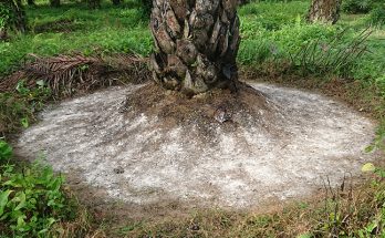 pupuk-sawit