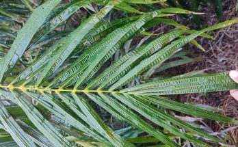 daun-sawit