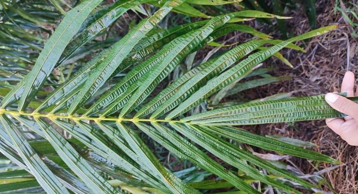 daun-sawit