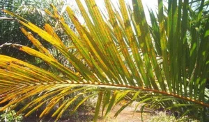 daun-sawit-kuning