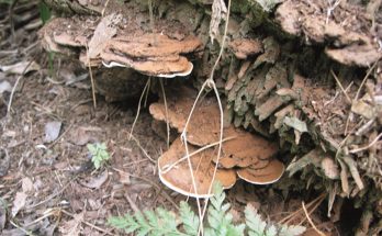 ganoderma-sawit