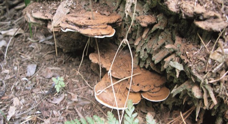 ganoderma-sawit