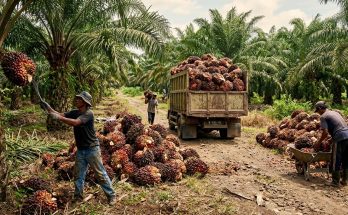 produktivitas-perkebunan