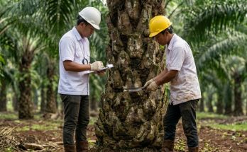 sawit-trichoderma