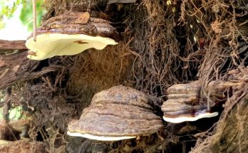 apoginia-ganoderma