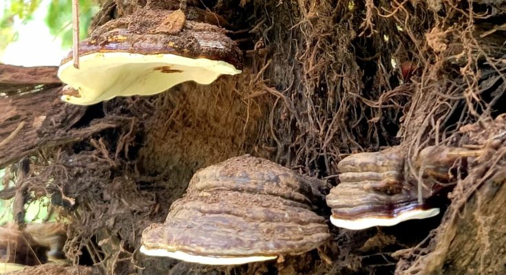 apoginia-ganoderma