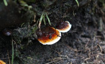 awal-ganoderma
