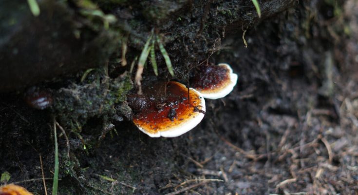 awal-ganoderma