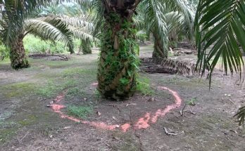 pemupukan-sawit