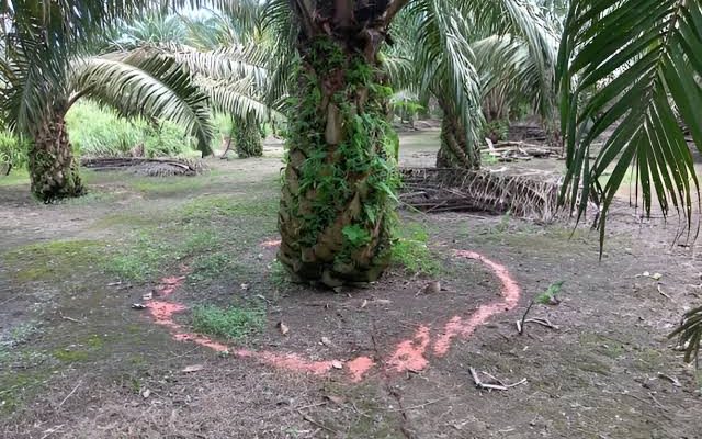 pemupukan-sawit