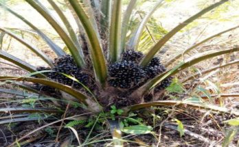buah-pasir-sawit