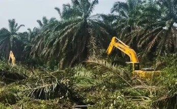 replanting-sawit