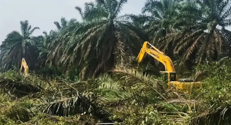 replanting-sawit