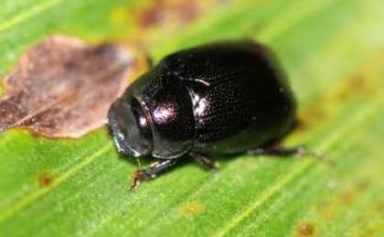 apogonia-kelapa-sawit