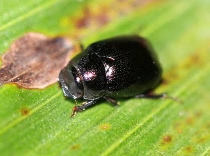 apogonia-kelapa-sawit
